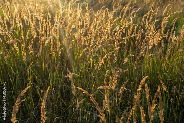 Obraz wheat field in the morning