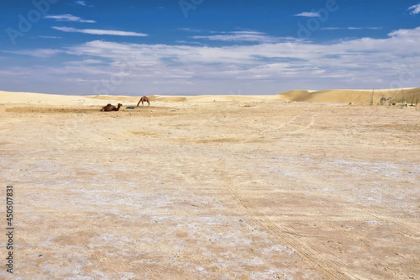 Fototapeta yellow sands and sand dunes of the Sahara Desert, saline areas, one-humped camels in the background, against the background of a blue sky covered with clouds