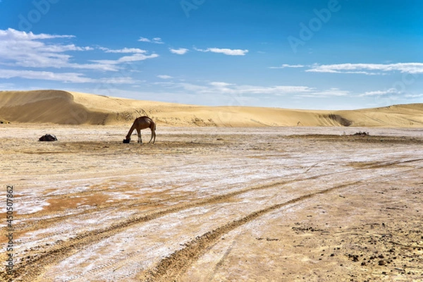 Fototapeta yellow sands and sand dunes of the Sahara Desert, saline areas, one-humped camels in the background, against the background of a blue sky covered with clouds