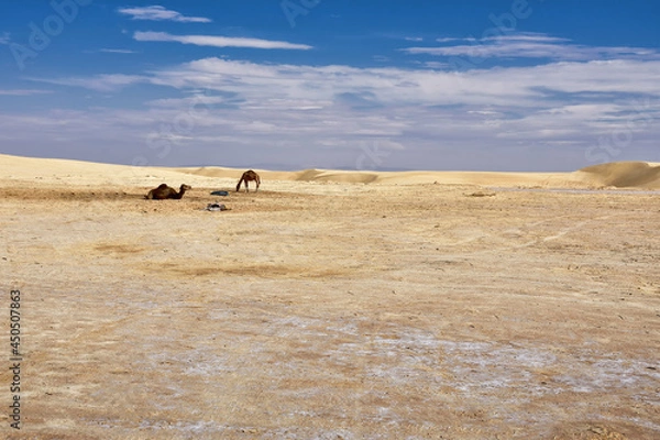 Fototapeta yellow sands and sand dunes of the Sahara Desert, saline areas, one-humped camels in the background, against the background of a blue sky covered with clouds