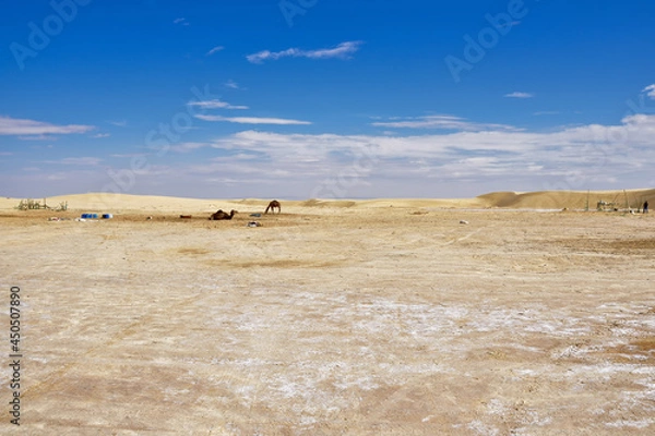 Fototapeta yellow sands and sand dunes of the Sahara Desert, saline areas, one-humped camels in the background, against the background of a blue sky covered with cloudst