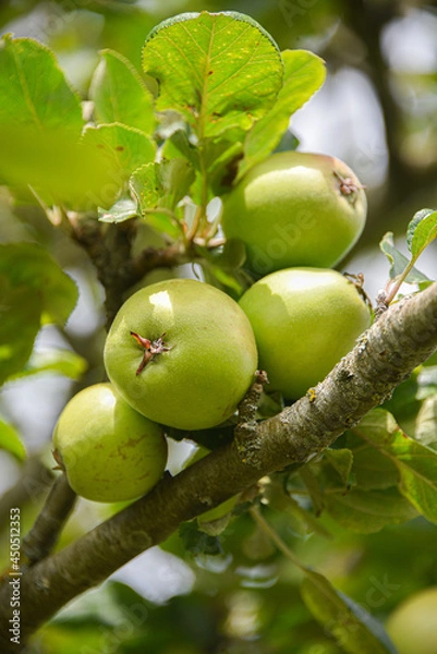 Fototapeta Apples on an Apple tree in a forest in the Basque Country, Spain