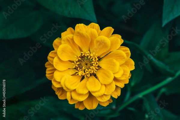 Obraz Beautiful yellow flower on a background of greenery