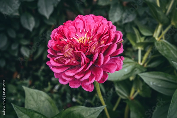 Obraz Pink peony on a background of greenery
