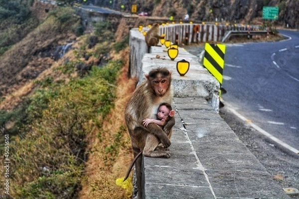 Obraz monkey with her baby