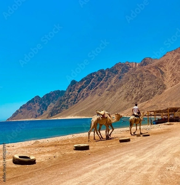 Fototapeta camels in the desert egypt