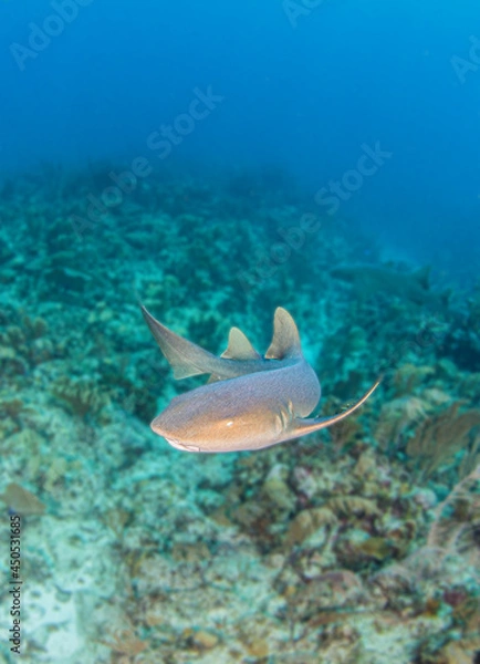 Obraz Nurse shark during a scuba dive at Belize