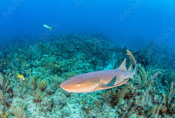 Obraz Nurse shark during a scuba dive at Belize