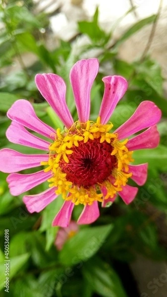 Fototapeta red flowers bloom and look beautiful to the eye
