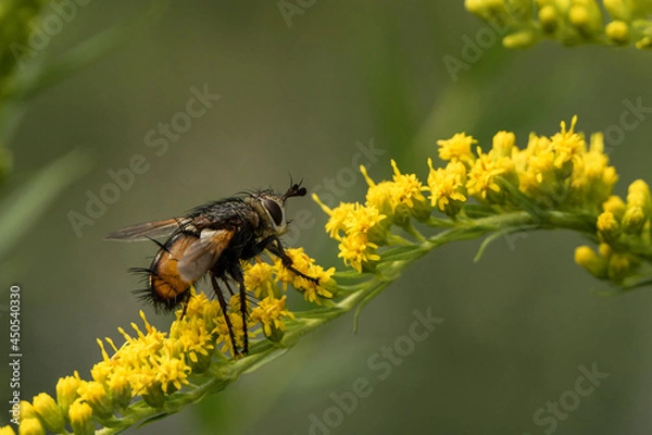 Fototapeta Fliege auf einer Pflanze