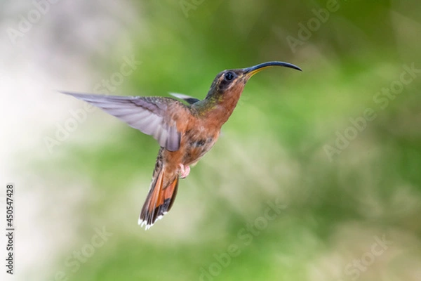 Fototapeta A Rufous-breasted Hermit hummingbird (Glaucis hirsutus) hovering in the air with a blurred green background. Tropical bird in garden.
