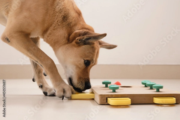 Fototapeta Smart dog is looking for delicious dried treats in intellectual game and eating them, close up. Intellectual game for dogs. and training of nose work with pet. brain game training for dogs