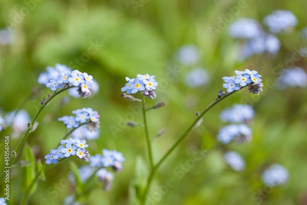 Fototapeta Forget me not flowers on meadow in summer time