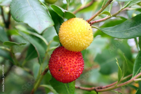 Obraz Fruta madroño