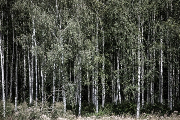 Fototapeta birch tree forest as background, barks and trunks, focus on the middle