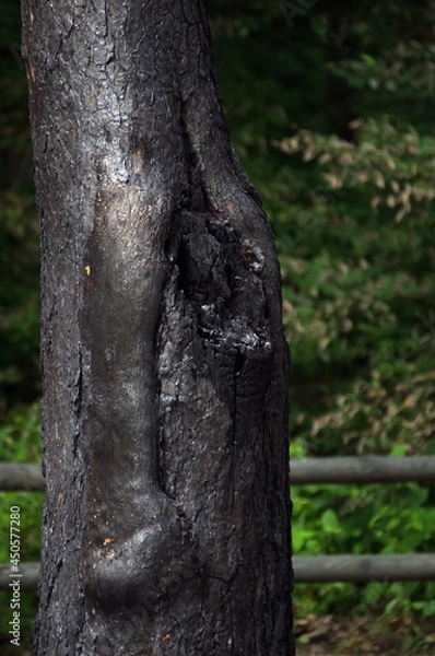 Obraz Spalony pień drzewa