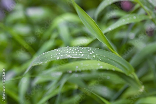 Obraz Green plant leaf with water drops and morning dew after watering or rain