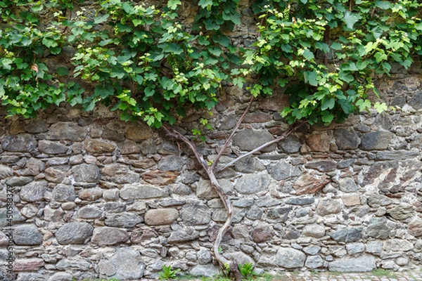 Obraz vigneto al muro