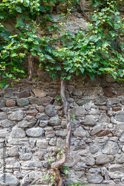 Obraz vigneto al muro