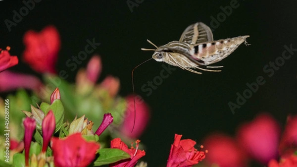 Obraz A White-Lined Sphinx Feeding at Night in Oklahoma During the Summer