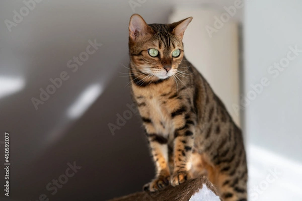 Fototapeta beautiful bengal cat alone at home with copy space