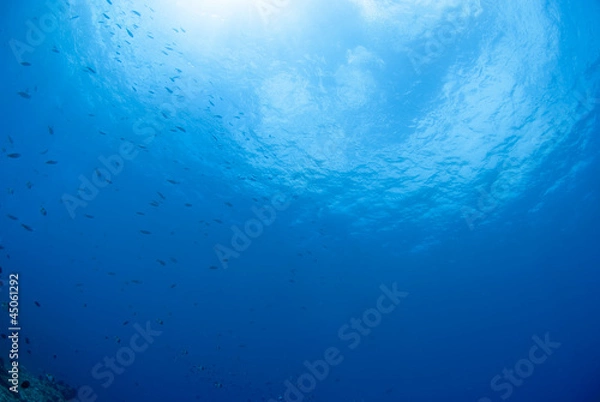 Fototapeta 海底から見た空