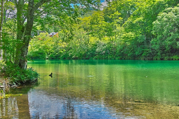 Obraz 蔵王高原の風景（山形蔵王）