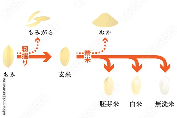 Obraz 米の籾摺り・精米の流れ ベクターイラスト （日本語テキスト付き）
