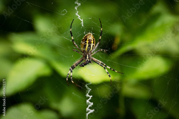 Fototapeta A huge wasp spider sits on a cobweb in a raspberry bush. The spider eats its prey. Close-up.