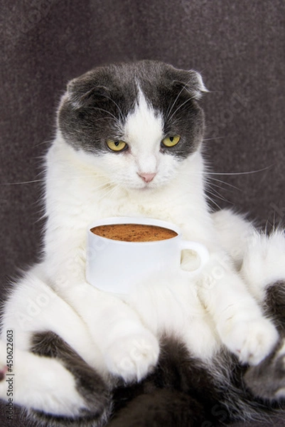 Fototapeta A fold-eared cat sits with a cup of coffee.