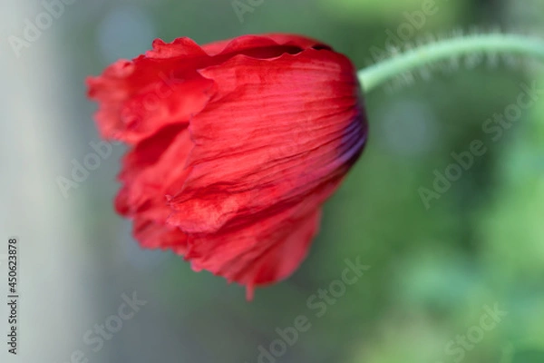 Fototapeta Red poppy flower with green stem on garden background