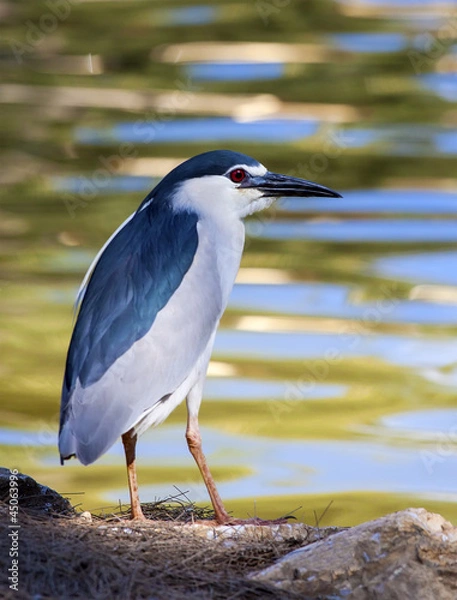 Obraz Night Heron