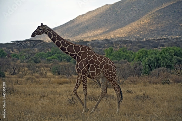 Fototapeta Giraffe in Kenia