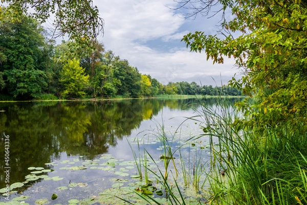Obraz Quiet forest lake