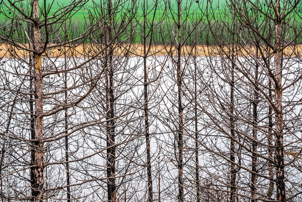 Obraz Pine plantation after the fire