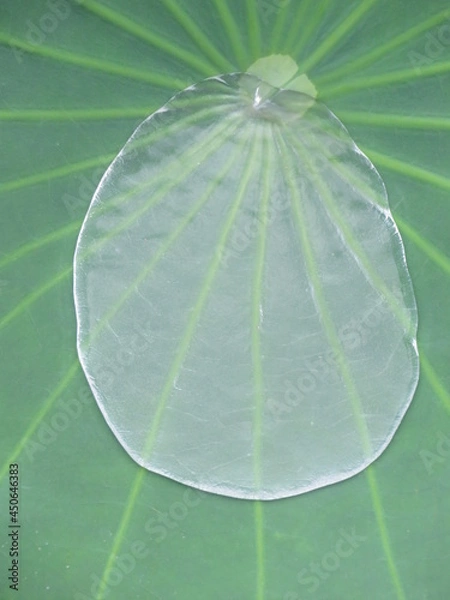 Fototapeta 蓮　水溜まり