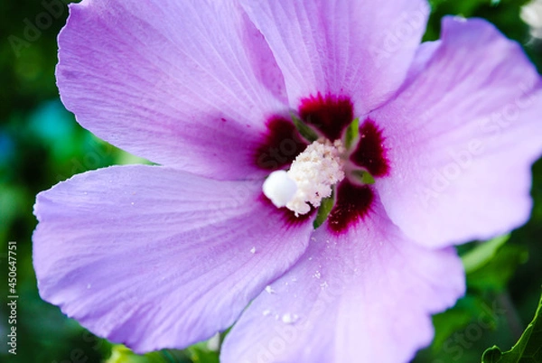Obraz Beautiful hibiscus flower close up