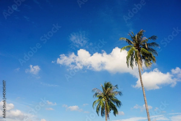 Fototapeta coconut tree with bluesky and clouds background
