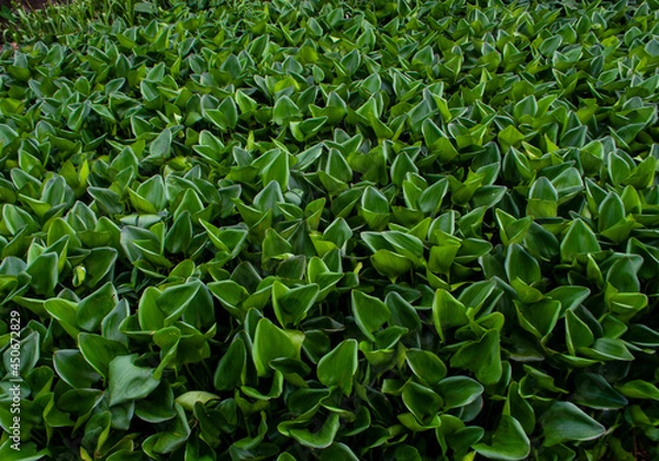 Fototapeta abstract light and shadow on green leaf background