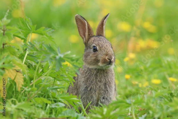 Fototapeta Baby Wild Rabbit (Oryctolagus cuniculus) sitting in a field.
