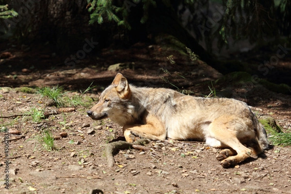 Fototapeta Wolf / Wolf / Canis lupus