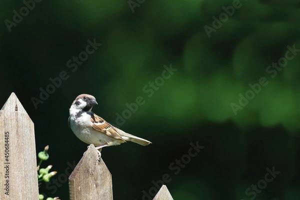 Fototapeta Feldsperling / Eurasian tree sparrow / Passer montanus