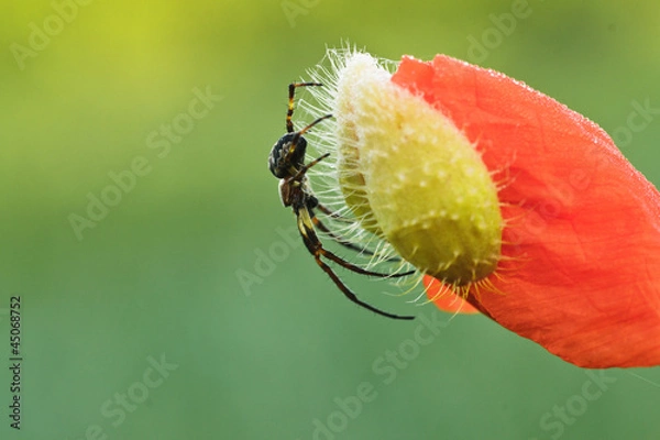 Obraz Spinne und Mohn