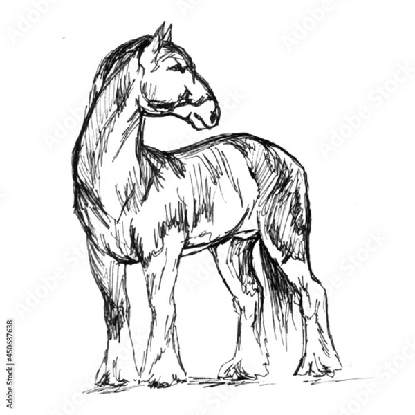Fototapeta Heavy horse on a white background, hand drawing