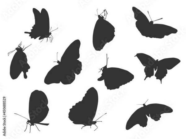 Fototapeta Shadow of Butterfly on the white background. 