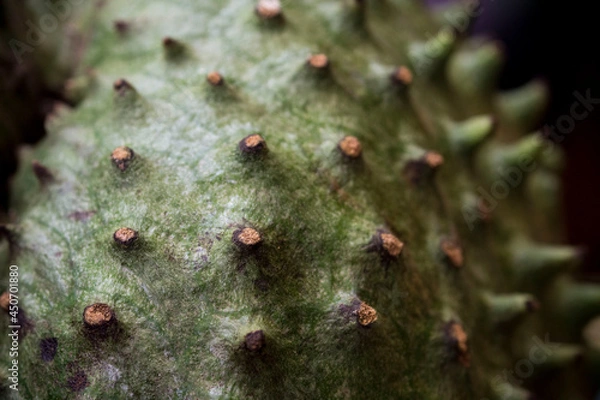 Fototapeta soursop