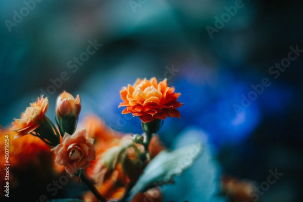 Obraz Orange flower with blue background