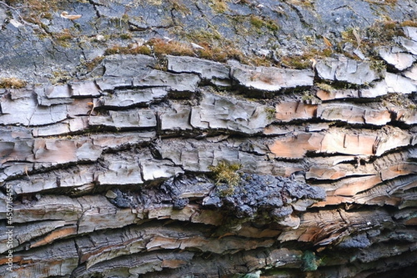 Fototapeta Tree bark texture. Suitable for backgrounds.