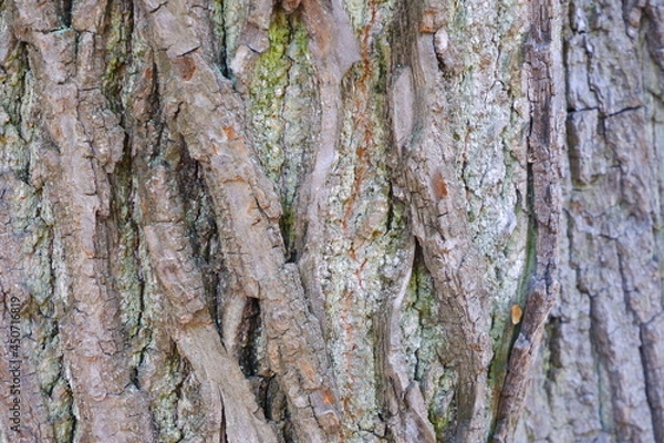Fototapeta Tree bark texture. Suitable for backgrounds.