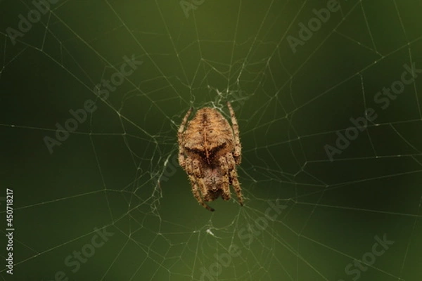 Obraz spider on the web